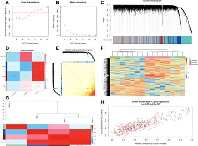 Analysis of ARHGAP4 Expression With Colorectal Cancer Clinical Characteristics and Prognosis